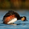 Potapka cernokrka - Podiceps nigricollis - Eared Grebe 9476